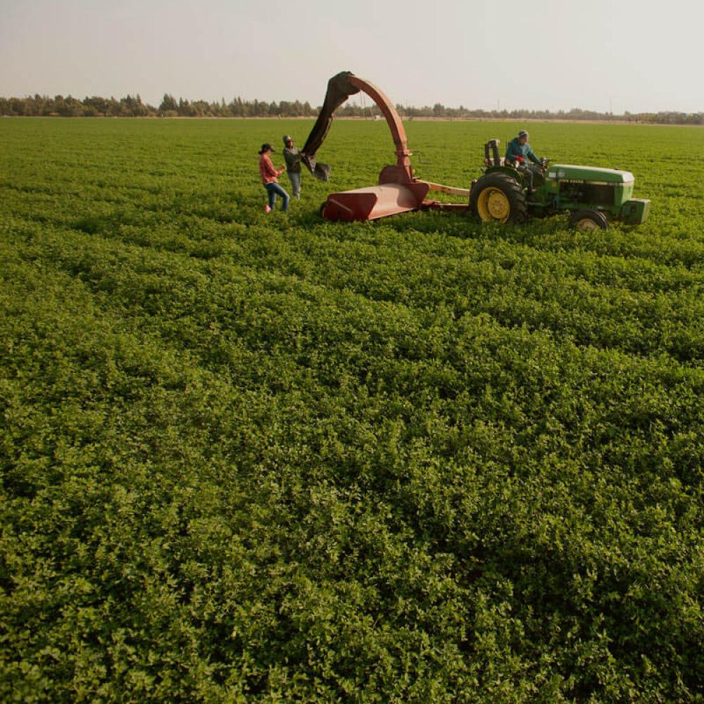 A tractor and farm crew in a field
